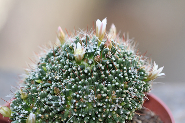 Mammillaria painteri forma mostruosa