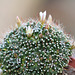 Mammillaria painteri forma mostruosa