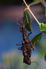 20110403 0508RMw [D~H] Samtschrecke [Peru-Stabschrecke] (Peruphasma schultei), Steinhude