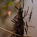 20110403 0507RMw [D~H] Samtschrecke [Peru-Stabschrecke] (Peruphasma schultei), Steinhude