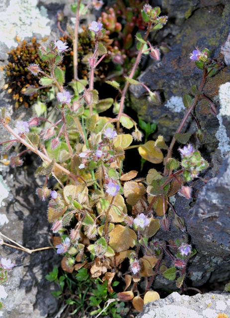 Veronica hederifolia