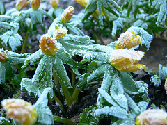 frostiger Märzmorgen