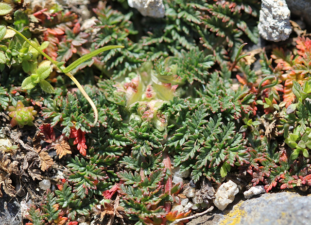 Erodium cicutarium