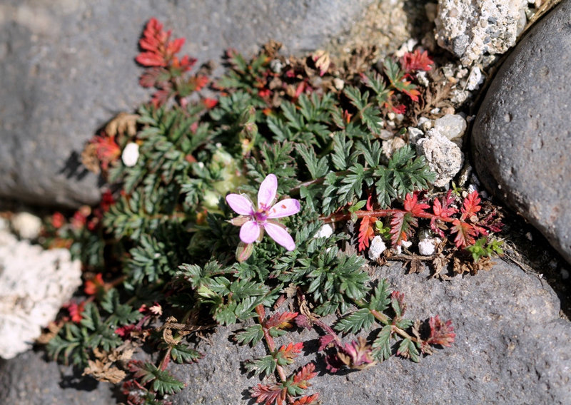 Erodium