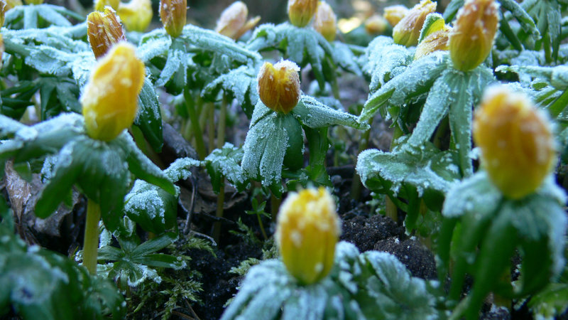 frostiger Märzmorgen