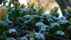 frostiger Märzmorgen