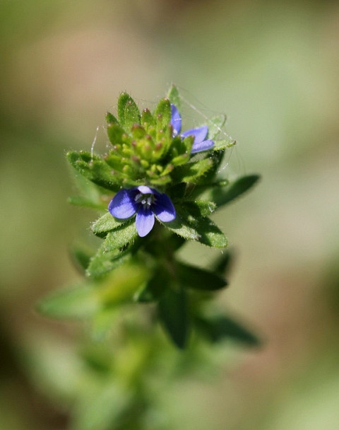 Veronica arvensis (2)