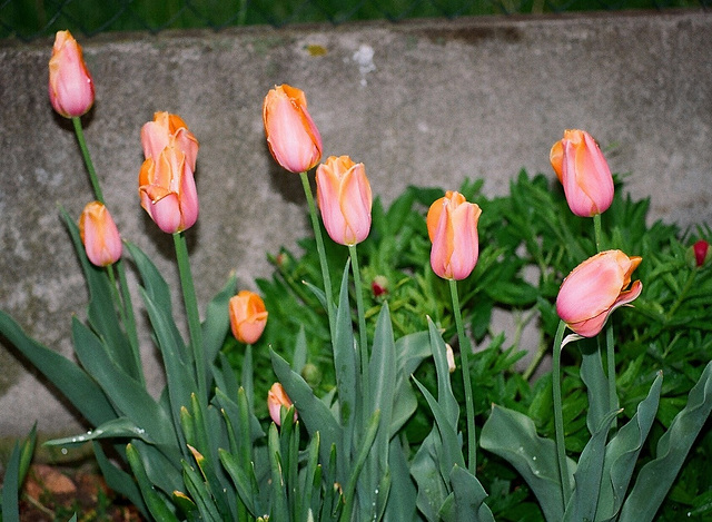 Tulipe Dordogne