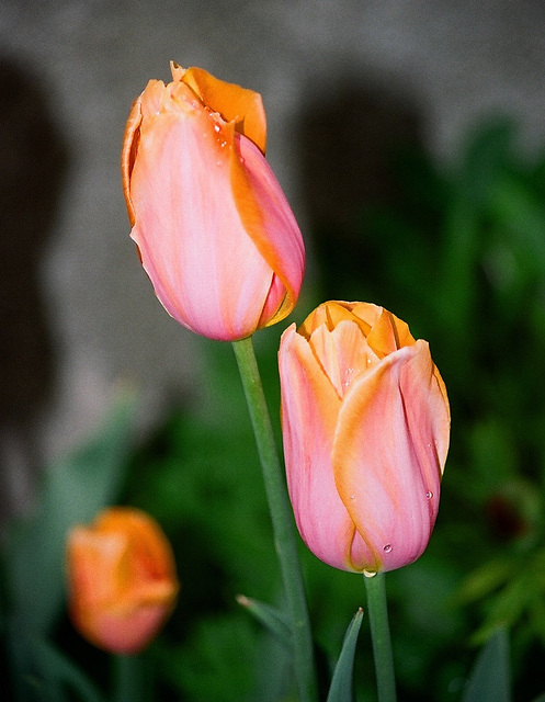 Tulipe Dordogne