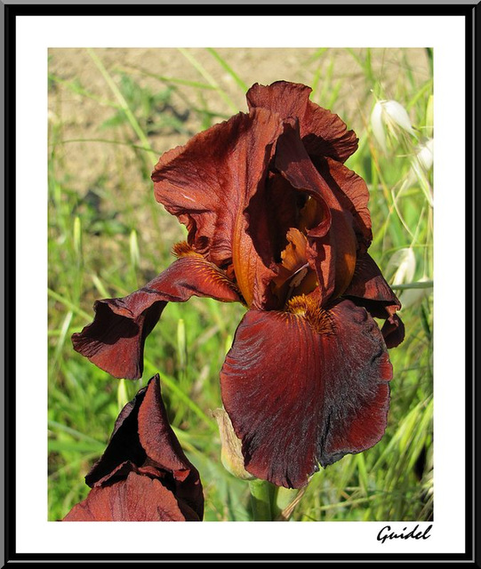 Iris Marron