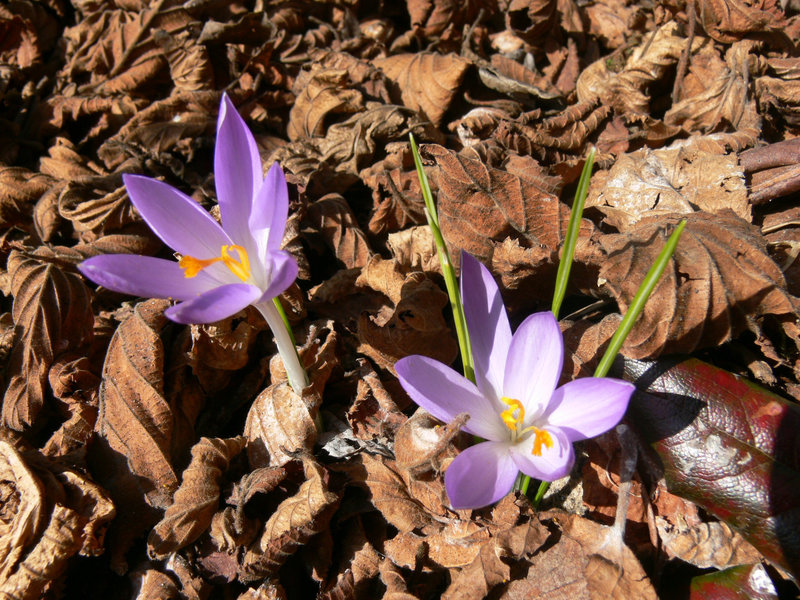 Frühlingserwachen