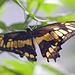 20110403 0532RMw [D~H] Ritterfalter (Papilio cresphontes), Steinhude