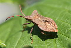 Punaise- Coreus marginatus