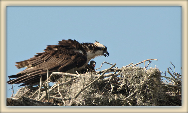 Mom Osprey ..