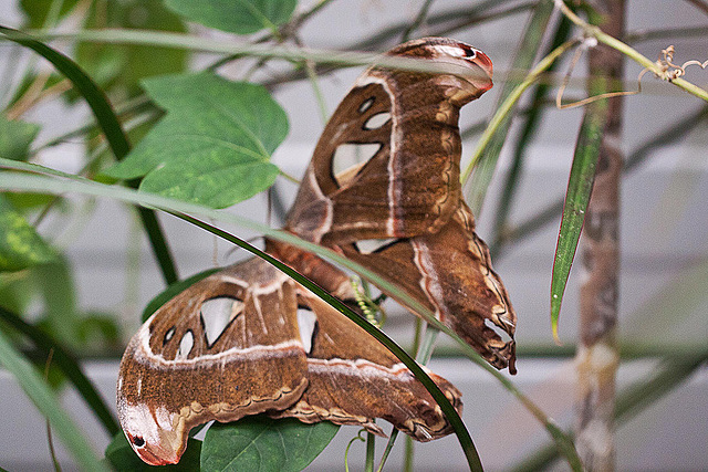 20110403 0539RMw [D~H] Atlasspinner (Attacus atlas), Steinhude