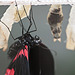 20110403 0541RMw [D~H] Scharlachroter Schwalbenschwanz (Papilio rumanzovia),  Steinhude