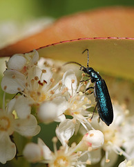 Coléoptère