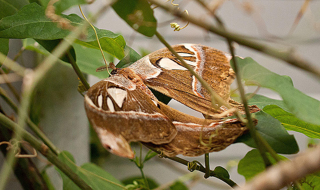 20110403 0543RMw [D~H] Atlasspinner (Attacus atlas), Steinhude