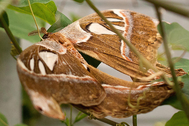 20110403 0544RMw [D~H] Atlasspinner (Attacus atlas), Steinhude