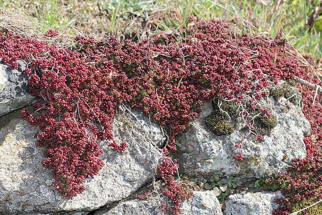 Sedum album en mars