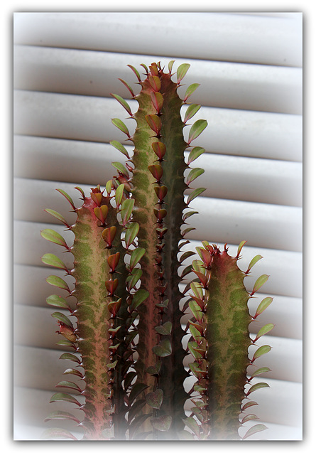 Euphorbia trigona 'Rubra'