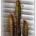 Euphorbia trigona 'Rubra'