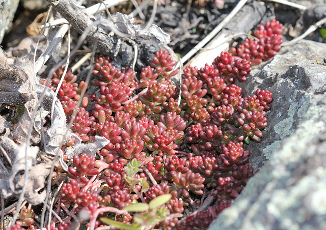 Sedum album en mars