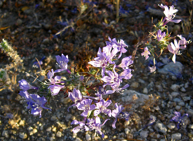 Desert Wool Star (1813)