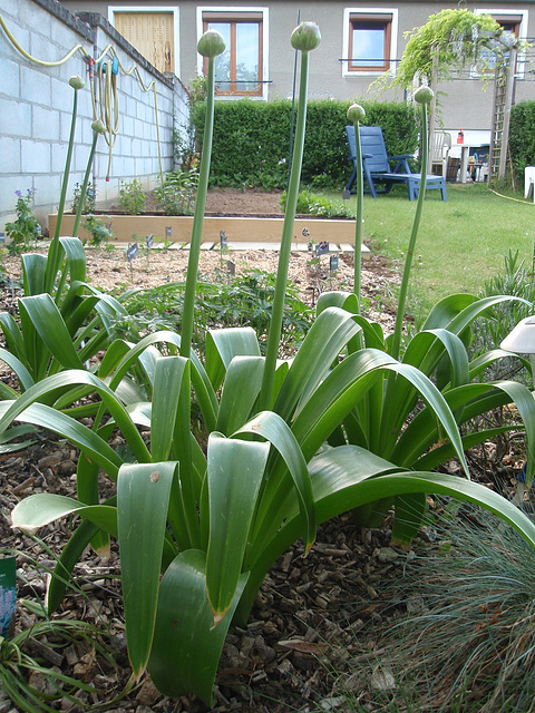 allium giganteum P4211266