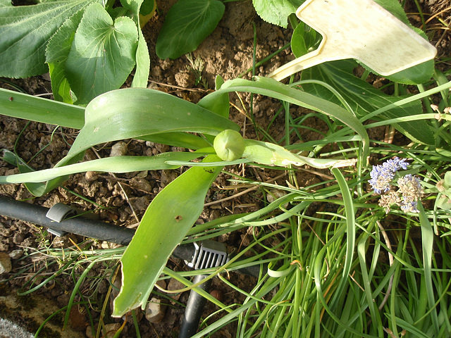 allium schubertii P4211272