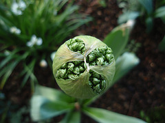 allium white giant P4211267