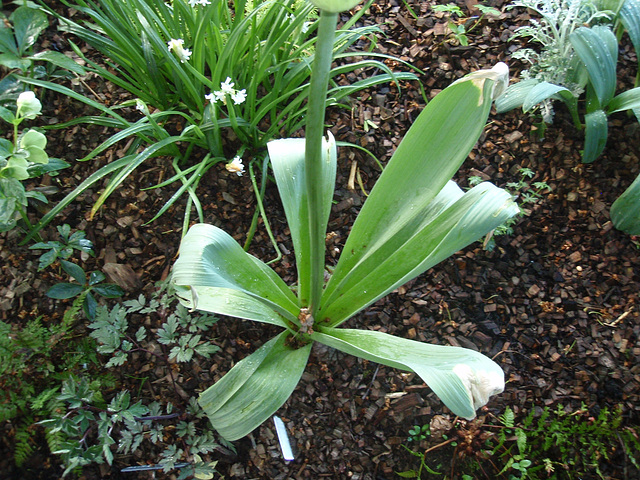 allium white giant P4211268