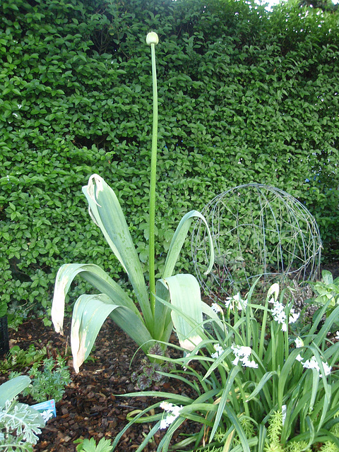 allium white giant P4211270