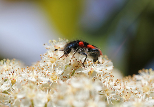 Trichodes apiarius-clairon des abeilles 6