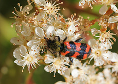 Trichodes apiarius-clairon des abeilles 3
