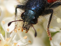 Trichodes apiarius-clairon des abeilles 7