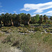 Coachella Valley Preserve (6335)