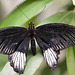 20110403 0546RMw [D~H] Großer Mormon (Papilio memnon), Steinhude