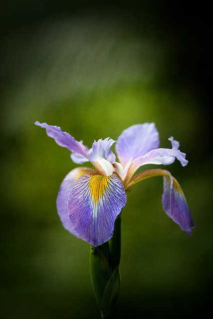 Iris at dusk II