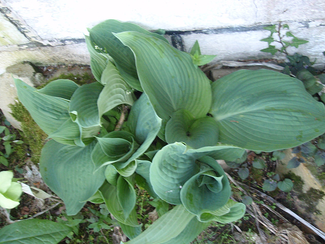 hosta P4211243