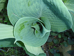 hosta P4211244