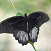 20110403 0552RMw [D~H] Großer Mormon (Papilio memnon), Steinhude