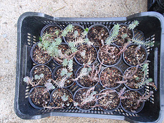 sédum reflexum P4211277