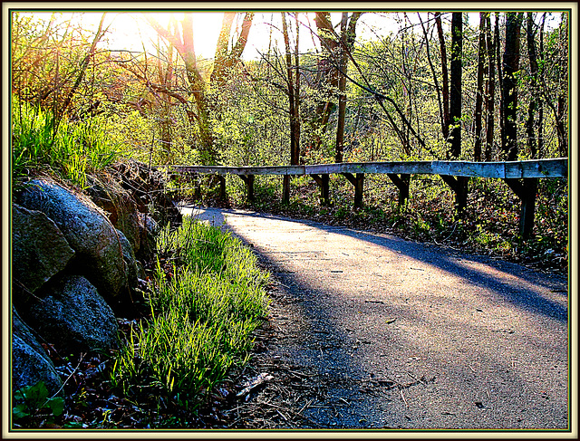 Marsh Trail at Dusk