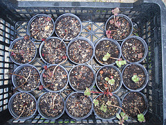 sédum spurium P4211276
