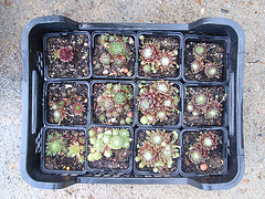 sempervivum P4211274