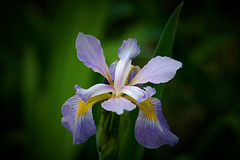 Iris at dusk I