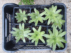 sempervivum P4211275
