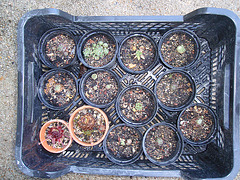 sempervivum P4211278