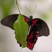 20110403 0561RMw [D~H] Scharlachroter Schwalbenschwanz (Papilio rumanzovia), Steinhude